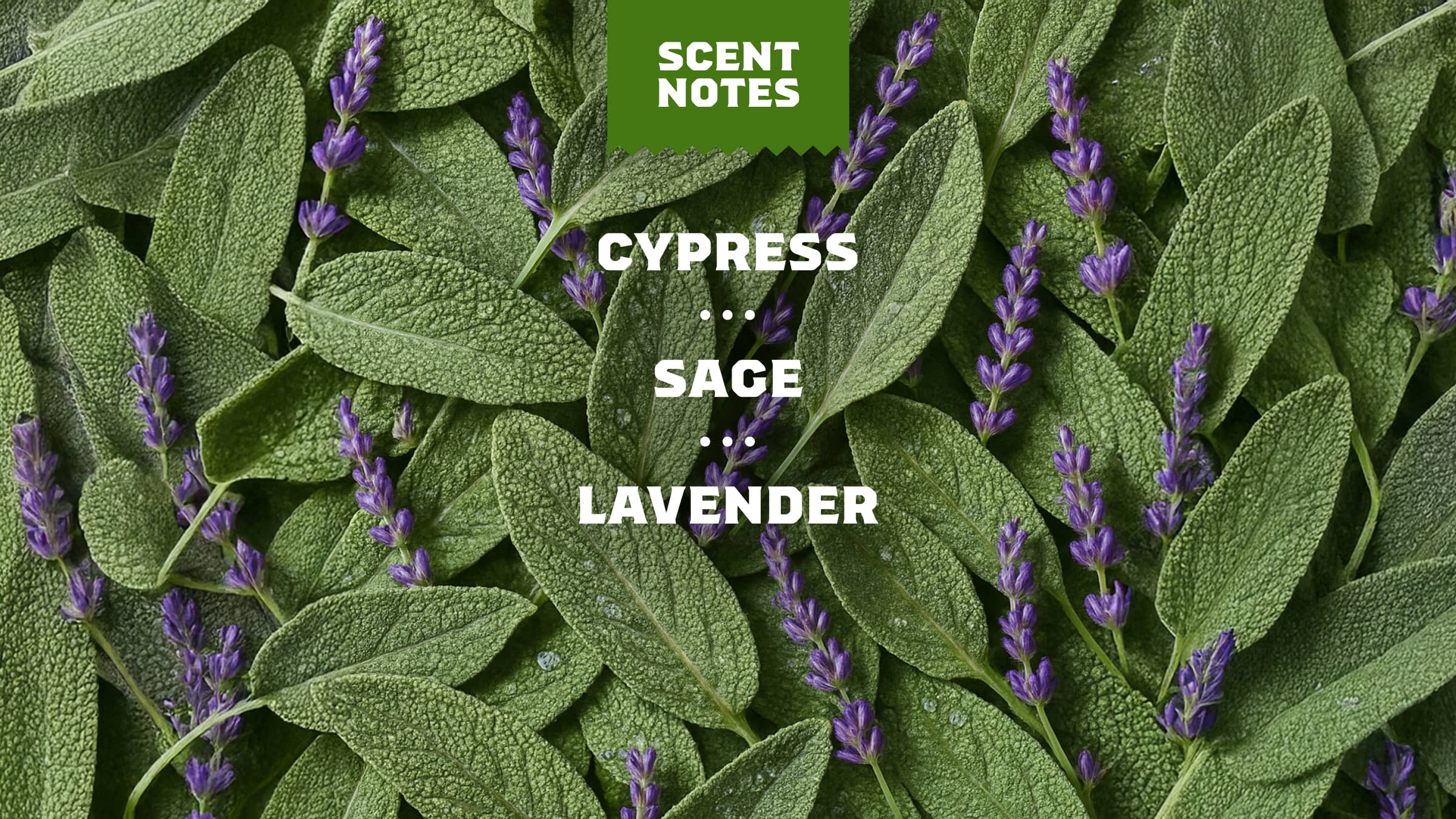 Alpine Sage Deodorant - Image 4