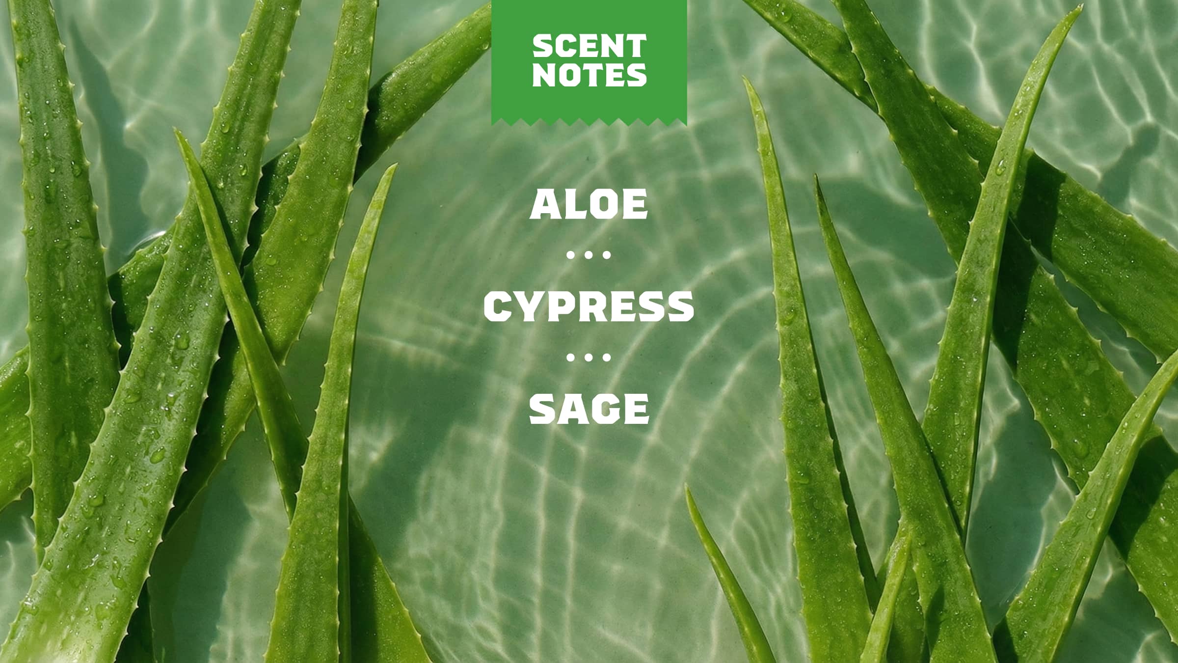Cool Fresh Aloe Face Wash - Image 4